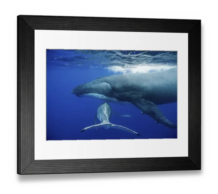Framed Print : Humpback Whale (Megaptera novaeangliae) mother and calf. Tonga, South Pacific, September Framed Print : Humpback Whale (Megaptera novaeangliae) mother and calf. Tonga, South Pacific, September