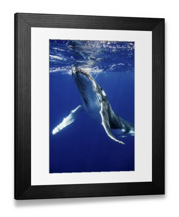 Framed Print : Humpback Whale (Megaptera novaeangliae) calf. Tonga, South Pacific, September Framed Print : Humpback Whale (Megaptera novaeangliae) calf. Tonga, South Pacific, September
