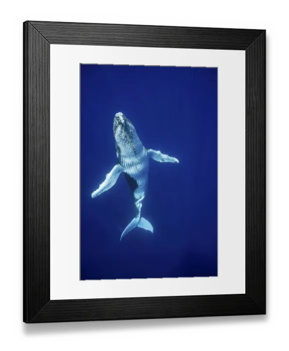 Framed Print : Humpback Whale (Megaptera novaeangliae) calf, Tonga, South Pacific, September Framed Print : Humpback Whale (Megaptera novaeangliae) calf, Tonga, South Pacific, September