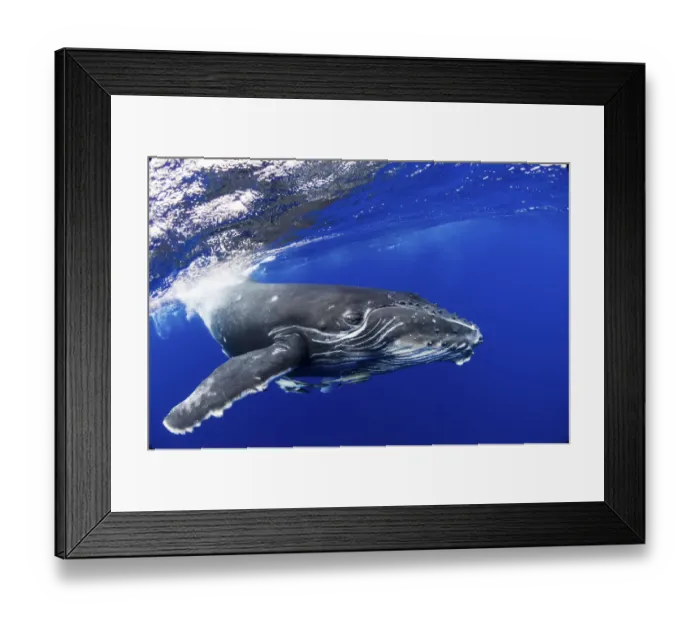 Framed Print : Humpback Whale (Megaptera novaeangliae) calf. Tonga, South Pacific, September Framed Print : Humpback Whale (Megaptera novaeangliae) calf. Tonga, South Pacific, September
