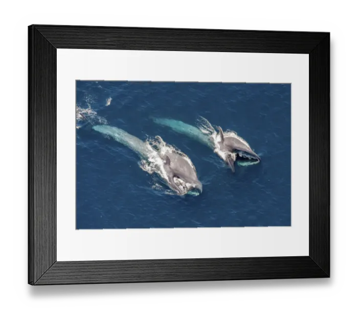 Framed Print : Blue Whales (Balaenoptera musculus) throat inflated, filter feeding at sea surface Framed Print : Blue Whales (Balaenoptera musculus) throat inflated, filter feeding at sea surface