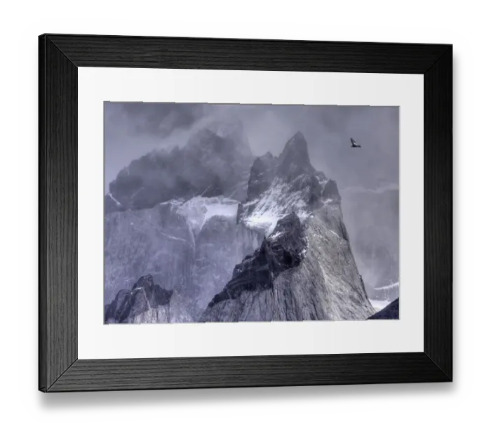 Framed Print : Andean condor (Vultur gryphus) in flight over mountain peaks, Torres Del Paine National park, Chile Framed Print : Andean condor (Vultur gryphus) in flight over mountain peaks, Torres Del Paine National park, Chile