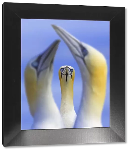 Northern gannets (Morus  /  Sula bassanus) portrait of individual with a courting pair in foreground