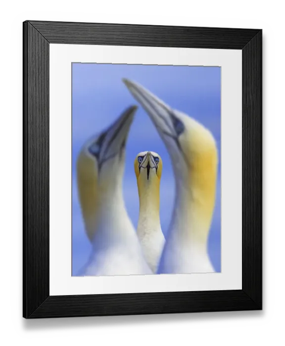 Framed Print : Northern gannets (Morus / Sula bassanus) portrait of individual with a courting pair in foreground Framed Print : Northern gannets (Morus / Sula bassanus) portrait of individual with a courting pair in foreground