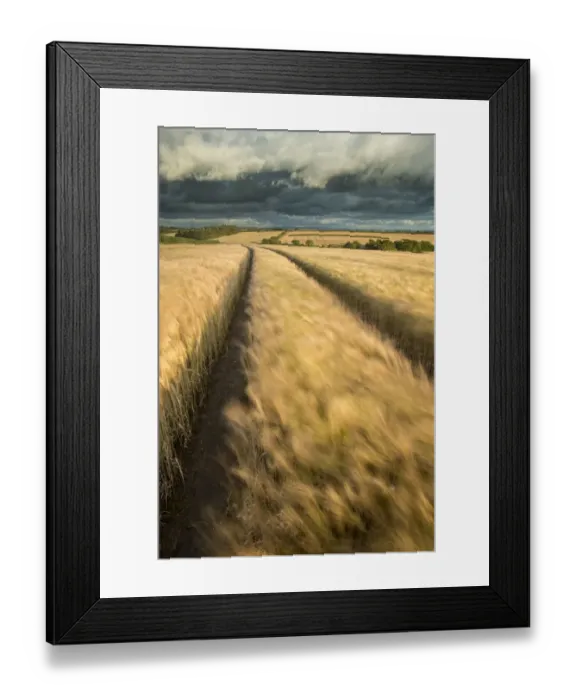 Framed Print : Vehicle tracks in field of ripe Barley, farmland, late evening light, near Putford, Devon, UK Framed Print : Vehicle tracks in field of ripe Barley, farmland, late evening light, near Putford, Devon, UK