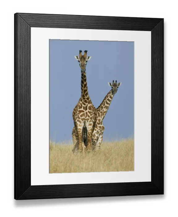 Framed Print : Masai Giraffe (Giraffa camelopardalis tippelskirchi) male and female (back) Framed Print : Masai Giraffe (Giraffa camelopardalis tippelskirchi) male and female (back)