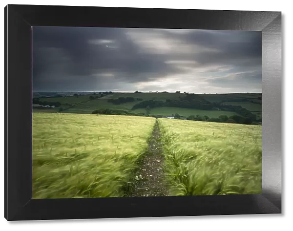 Footpath  /  track through a field of barley under stormy sky, near Plush, Dorset