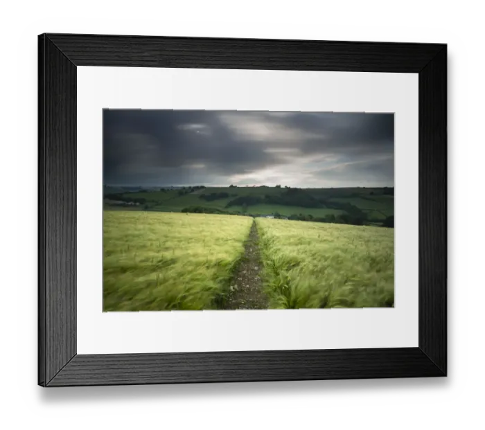Framed Print : Footpath / track through a field of barley under stormy sky, near Plush, Dorset Framed Print : Footpath / track through a field of barley under stormy sky, near Plush, Dorset