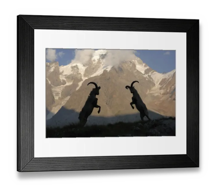 Framed Print : Male Caucasian turs (Capra caucasica) rutting with Dykh-tau Mountain in the background Framed Print : Male Caucasian turs (Capra caucasica) rutting with Dykh-tau Mountain in the background