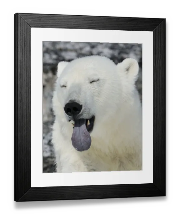 Framed Print : Polar Bear (Ursus maritimus) head portrait with blue tongue out, Svalbard, Norway Framed Print : Polar Bear (Ursus maritimus) head portrait with blue tongue out, Svalbard, Norway
