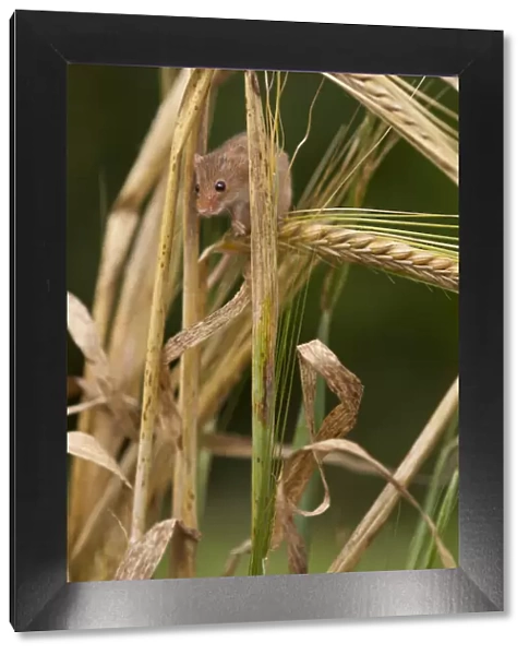 Harvest mouse (Micromys minutus) on barley cereal, Yorkshire, UK Captive