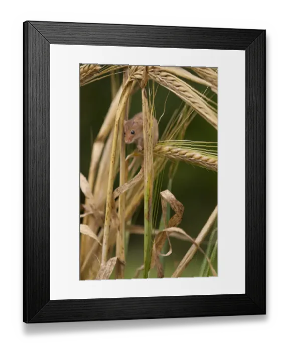 Framed Print : Harvest mouse (Micromys minutus) on barley cereal, Yorkshire, UK Captive Framed Print : Harvest mouse (Micromys minutus) on barley cereal, Yorkshire, UK Captive