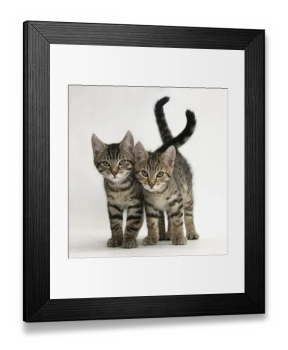 Framed Print : Tabby kittens, Stanley and Fosset, 12 weeks old, walking together
