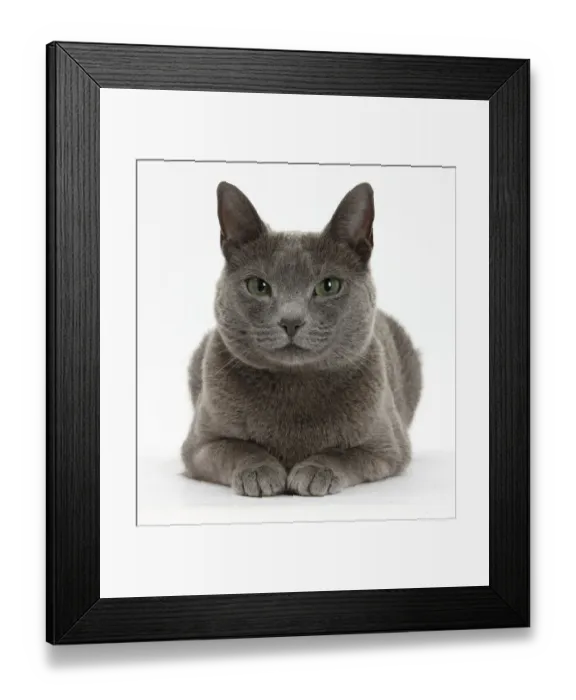 Framed Print : Russian Blue female cat with green eyes Framed Print : Russian Blue female cat with green eyes