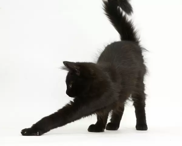 Fluffy black kitten, 12 weeks old, stretching