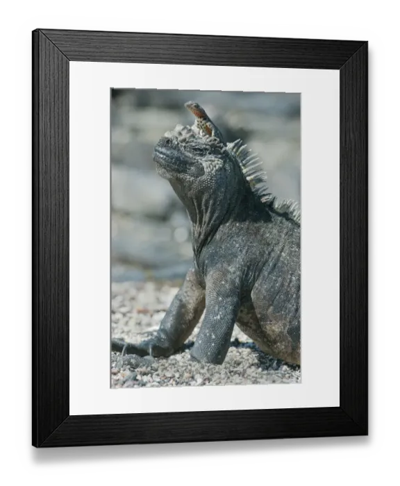 Framed Print : Galapagos Marine Iguana (Amblyrhynchus cristatus) with Lava Lizard (Trpoidurus) on head Framed Print : Galapagos Marine Iguana (Amblyrhynchus cristatus) with Lava Lizard (Trpoidurus) on head