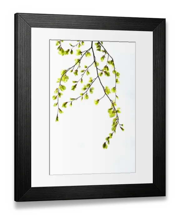 Framed Print : Beech (Fagus) leaves against white background. Scotland Framed Print : Beech (Fagus) leaves against white background. Scotland