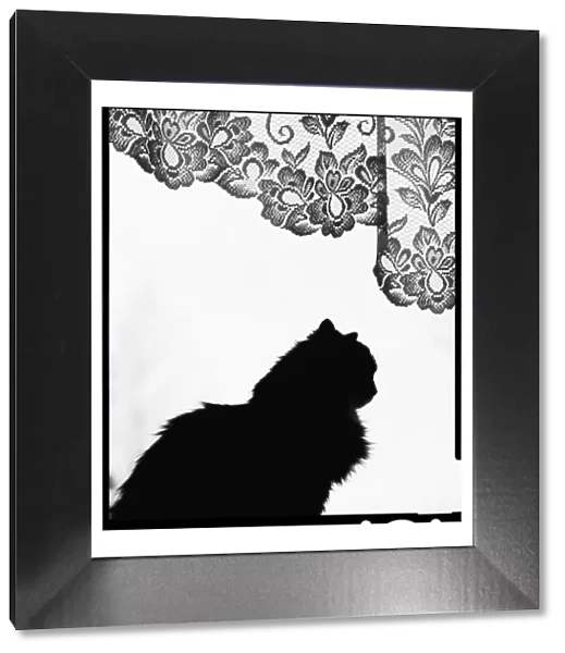 Domestic Cat silhouetted in window. Estonia. No release available
