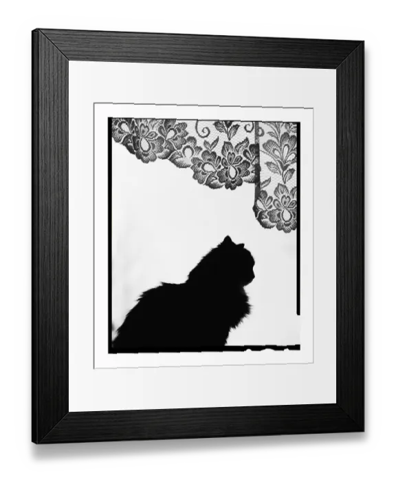 Framed Print : Domestic Cat silhouetted in window. Estonia. No release available Framed Print : Domestic Cat silhouetted in window. Estonia. No release available