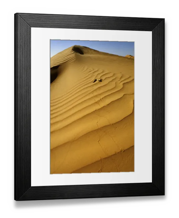 Framed Print : Sand Viper (Cerastes vipera) side winding across sand dunes, near Chingueti, Mauritania Framed Print : Sand Viper (Cerastes vipera) side winding across sand dunes, near Chingueti, Mauritania