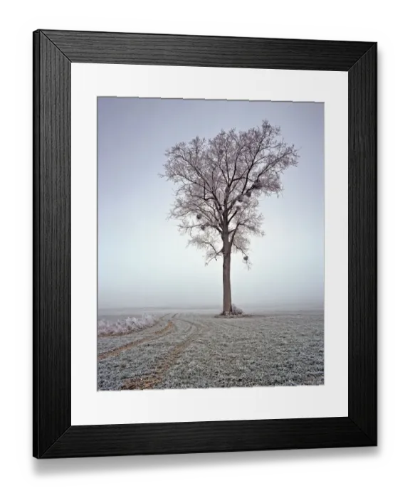 Framed Print : Ash tree (Fraxinus excelsior) covered in frosted, Picardy, Laon, France Framed Print : Ash tree (Fraxinus excelsior) covered in frosted, Picardy, Laon, France