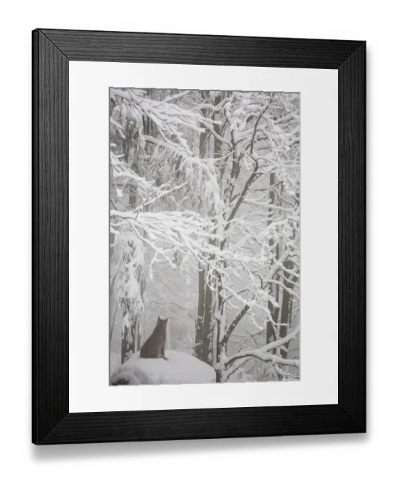Framed Print : Eurasian Lynx (Lynx lynx) adult sitting on boulder covered in deep snow in beech Framed Print : Eurasian Lynx (Lynx lynx) adult sitting on boulder covered in deep snow in beech