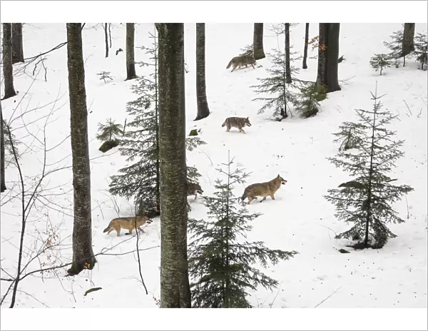 Wolf (Canis lupus) pack running in deep snow, captive in enclosure of the Bavarian