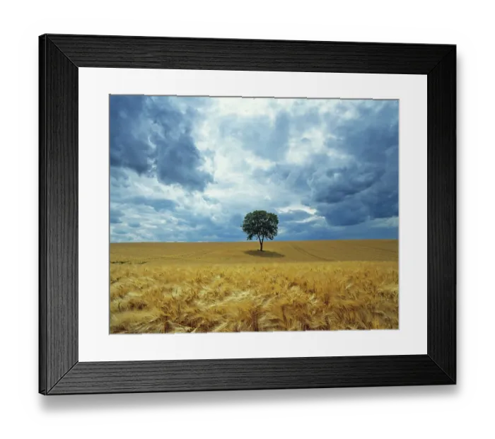 Framed Print : Walnut (Juglans regia) in field of ripe barley before a storm, Ribemont, Picardy, France Framed Print : Walnut (Juglans regia) in field of ripe barley before a storm, Ribemont, Picardy, France