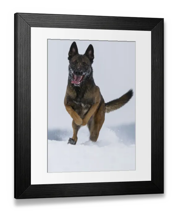 Framed Print : A Malinois / Belgian Shepherd police dog Mia owned by German police officer Framed Print : A Malinois / Belgian Shepherd police dog Mia owned by German police officer