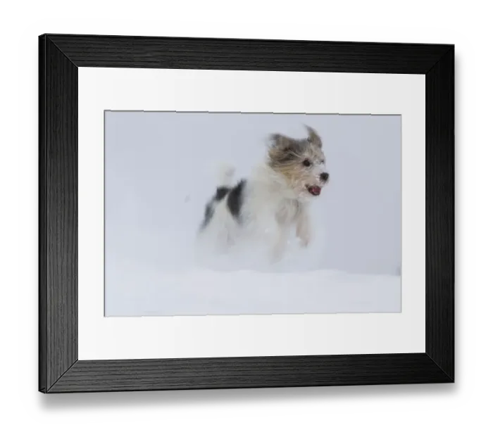 Framed Print : Jogi, a Jack Russell Terrier cross breed, male playing in the snow. Germany Framed Print : Jogi, a Jack Russell Terrier cross breed, male playing in the snow. Germany