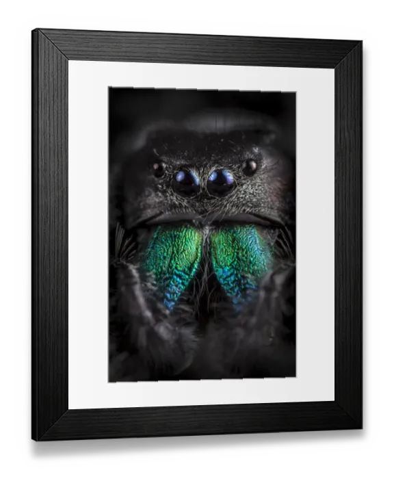 Framed Print : Regal Jumping Spider (Phidippus regius) male, close-up showing irridescent mandibles Framed Print : Regal Jumping Spider (Phidippus regius) male, close-up showing irridescent mandibles