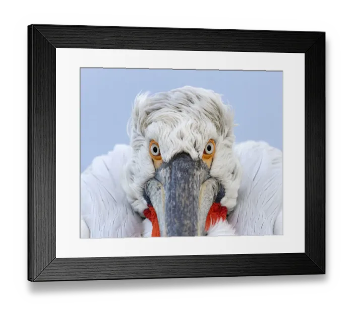 Framed Print : Dalmatian Pelican (Pelecanus crispus) close-up portrait. Lake Kerkini, Greece, March 2012 Framed Print : Dalmatian Pelican (Pelecanus crispus) close-up portrait. Lake Kerkini, Greece, March 2012
