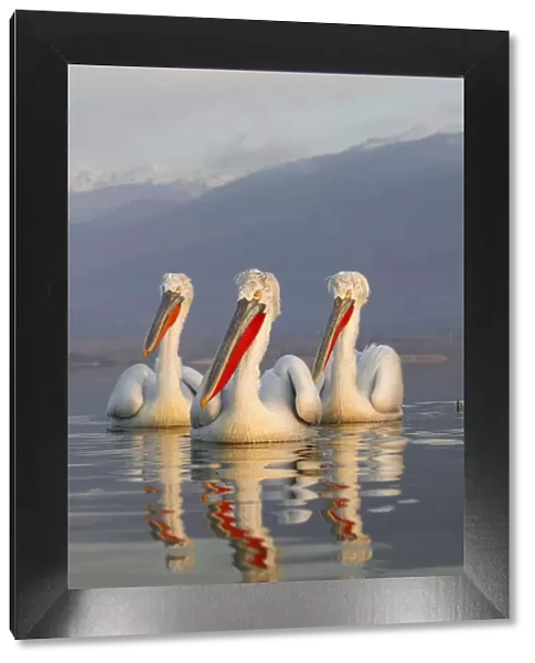 Three Dalmatian Pelicans (Pelecanus crispus) portrait on lake. Lake Kerkini, Greece