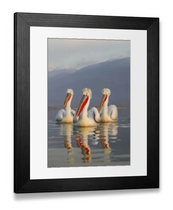 Framed Print : Three Dalmatian Pelicans (Pelecanus crispus) portrait on lake. Lake Kerkini, Greece Framed Print : Three Dalmatian Pelicans (Pelecanus crispus) portrait on lake. Lake Kerkini, Greece