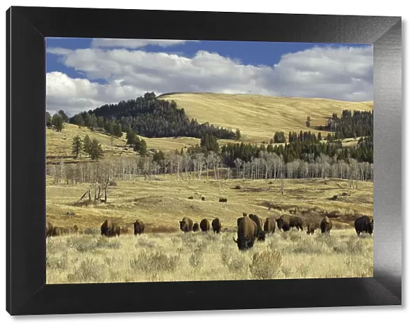 American Buffalo  /  Bison (Bison bison) grazing in open plains. Yellowstone National Park