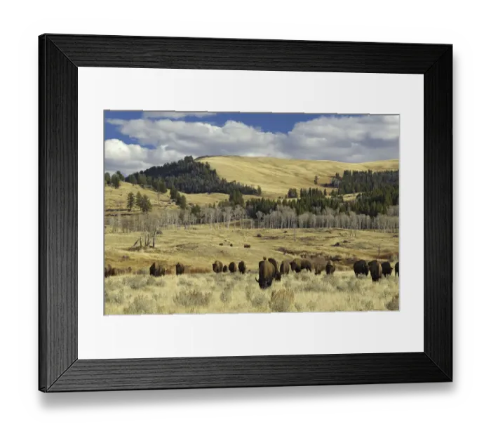 Framed Print : American Buffalo / Bison (Bison bison) grazing in open plains. Yellowstone National Park Framed Print : American Buffalo / Bison (Bison bison) grazing in open plains. Yellowstone National Park