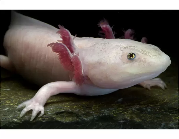 Axolotl  /  Mexican salamander (Ambystoma mexicanum), white or leucistic form, critically