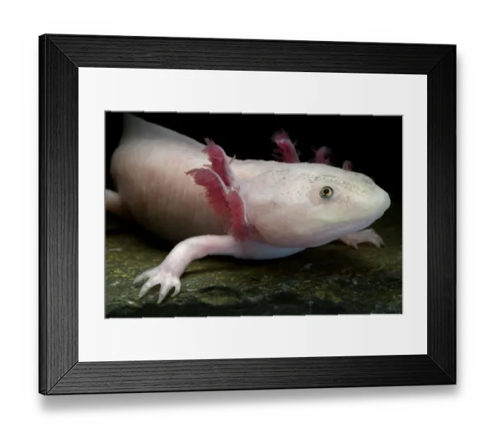 Framed Print : Axolotl / Mexican salamander (Ambystoma mexicanum), white or leucistic form, critically Framed Print : Axolotl / Mexican salamander (Ambystoma mexicanum), white or leucistic form, critically