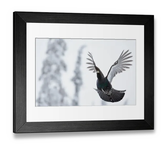 Framed Print : Capercaillie (Tetrao urogallus) in flight, Kuusamo, Finland, January Framed Print : Capercaillie (Tetrao urogallus) in flight, Kuusamo, Finland, January