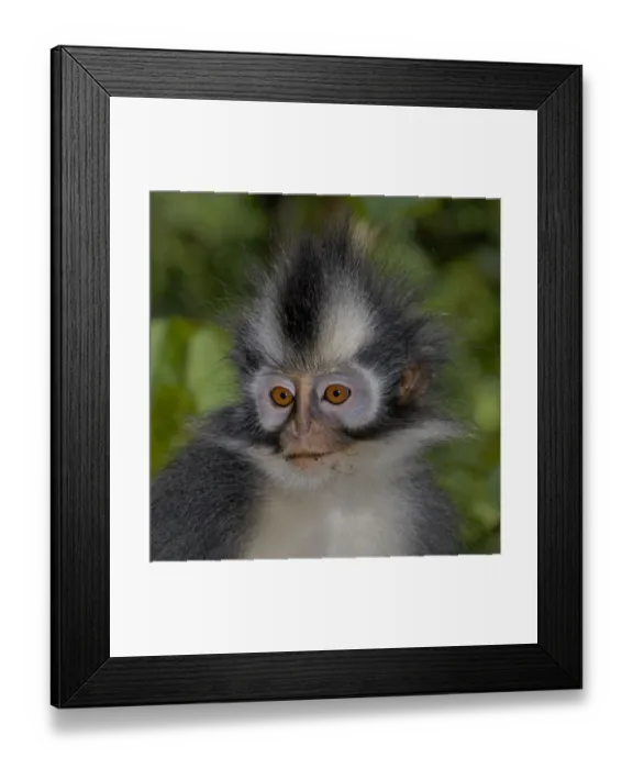 Framed Print : Thomass leaf monkey (Presbytis thomasi) Geunung leuser NP, Sumatra Framed Print : Thomass leaf monkey (Presbytis thomasi) Geunung leuser NP, Sumatra
