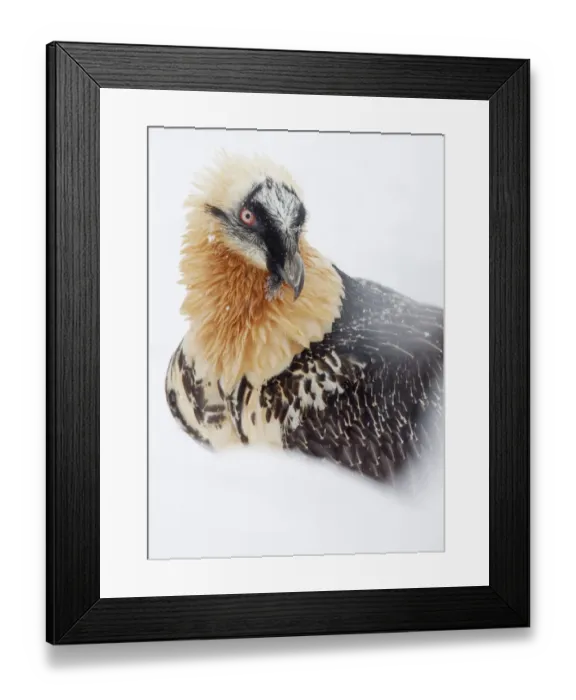 Framed Print : Lammergeier (Gypaetus barbatus) close up portrait, Spain, November Framed Print : Lammergeier (Gypaetus barbatus) close up portrait, Spain, November