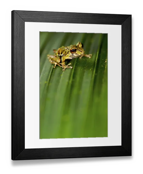 Framed Print : Rio Jatuntianhua Robber Frog (Pristimantis eriphus) male on a leaf Framed Print : Rio Jatuntianhua Robber Frog (Pristimantis eriphus) male on a leaf