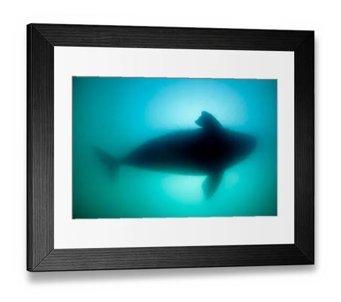 Framed Print : Silhouette of Southern right whale (Eubalaena australis) Golfo Nuevo, Peninsula Valdes Framed Print : Silhouette of Southern right whale (Eubalaena australis) Golfo Nuevo, Peninsula Valdes