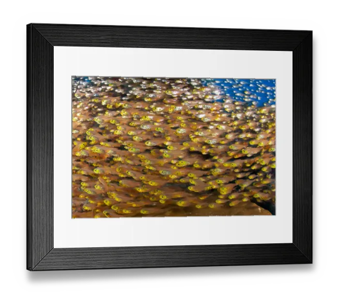 Framed Print : Shoaling glassfish (Parapriacanthus sp. ) shoal, Maldives, Indian Ocean