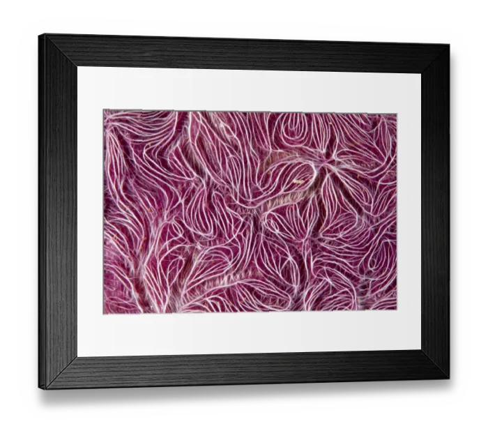 Framed Print : Detail of sponge (Chalinula nematifera) Maldives, Indian Ocean Framed Print : Detail of sponge (Chalinula nematifera) Maldives, Indian Ocean