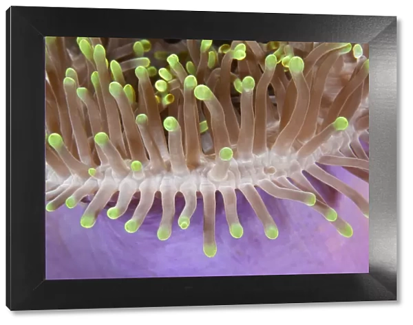 Detail of magnificent Sea anemone (Heteractis magnifica) Maldives, Indian Ocean