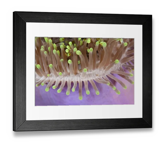 Framed Print : Detail of magnificent Sea anemone (Heteractis magnifica) Maldives, Indian Ocean Framed Print : Detail of magnificent Sea anemone (Heteractis magnifica) Maldives, Indian Ocean
