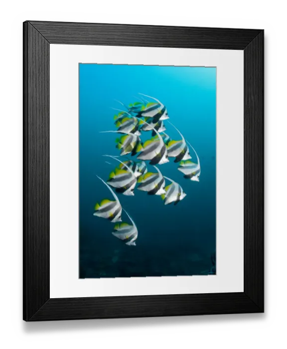 Framed Print : Shoal of Longfin bannerfish (Heniochus acuminatus) Maldives, Indian Ocean Framed Print : Shoal of Longfin bannerfish (Heniochus acuminatus) Maldives, Indian Ocean