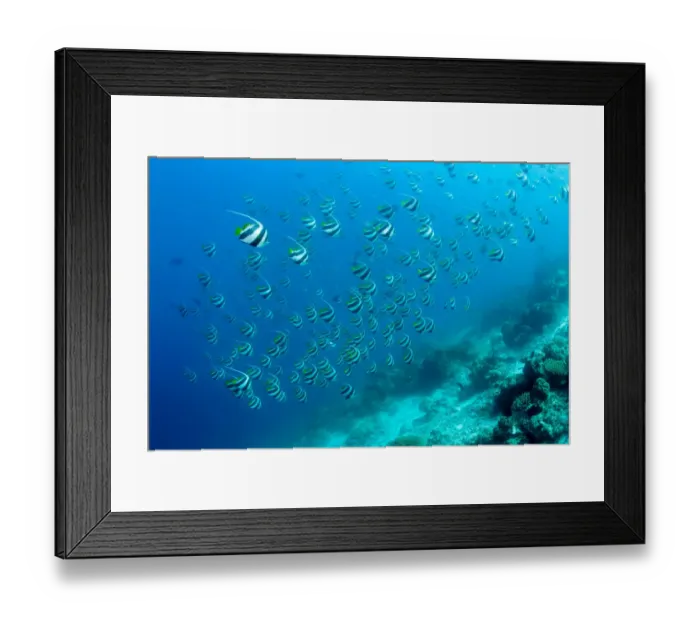 Framed Print : Shoal of Longfin bannerfish (Heniochus acuminatus) Maldives, Indian Ocean Framed Print : Shoal of Longfin bannerfish (Heniochus acuminatus) Maldives, Indian Ocean