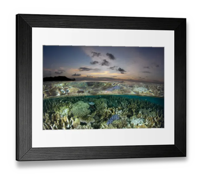 Framed Print : Reef under the surface of shallow waters, at sunset, covered with hard corals, Brush Coral Framed Print : Reef under the surface of shallow waters, at sunset, covered with hard corals, Brush Coral